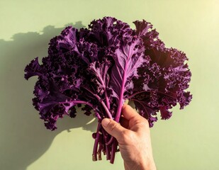 Hand holding a vibrant bunch of fresh purple kale, raw leafy vegetable, healthy superfood, nutritious organic diet, culinary ingredient, culinary backdrop