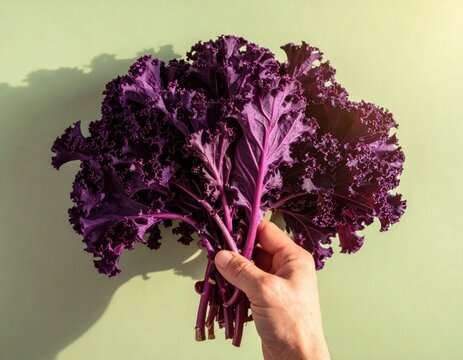 Hand holding a vibrant bunch of fresh purple kale, raw leafy vegetable, healthy superfood, nutritious organic diet, culinary ingredient, culinary backdrop