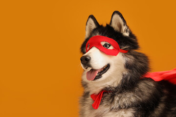 Cute husky dog in superhero costume on orange background © Pixel-Shot