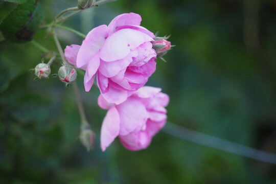 Pink roses in garden with soft natural background