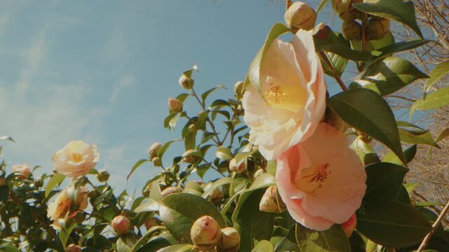 Close up footage captures the serene beauty of delicate pink camellia flowers in full bloom against a clear blue sky at Planting Fields Arboretum in Oyster Bay, New York. The vibrant petals and lush g