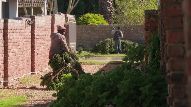 Worker carrying cut tree branches in garden near wall, landscaping and yard maintenance scene showing outdoor labor, pruning work and eco-friendly green waste handling