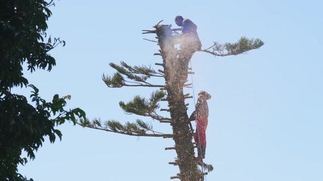 Worker cutting top of tall tree with chainsaw, sawdust flying in air, arborist performing dangerous maintenance task with safety gear in outdoor natural environment