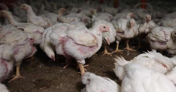 a large number of large fat broiler chickens that are raised in a rural poultry farm, some of the large fat chickens without feathers, meat breed chickens, poultry farming