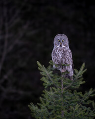 Fototapeta premium Great Gray Owl Perched