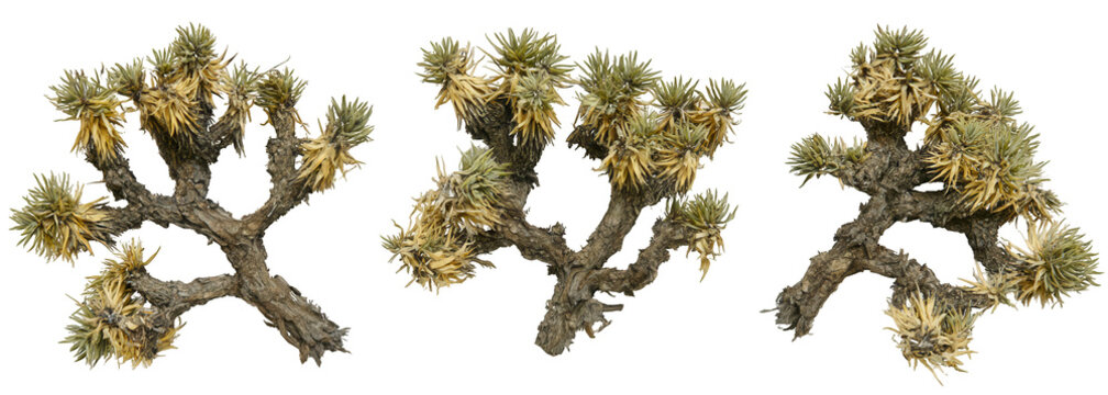three joshua trees with twisted branches isolated on transparent background