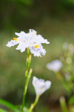 White Fringed Iris Flower Blooming in Spring with Soft Green Background