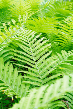 Fresh Green Fern Leaves in Spring with Natural Botanical Background