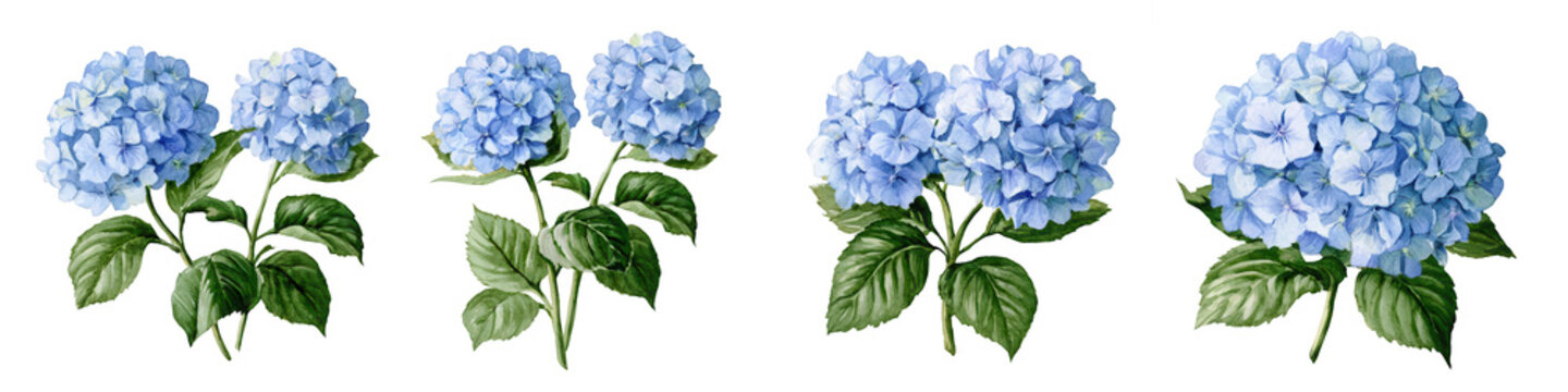 four blue hydrangea flowers watercolor illustration isolated on transparent background