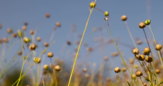 Thin stems of flax with fruits, ripe flax of golden hue forms a vegetative background of small boxes under the bright daylight of the garden.