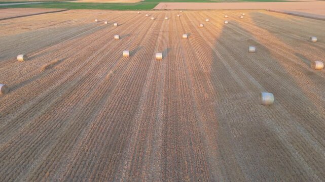 Aerial view of round hay bales scattered across a harvested agricultural field showing parallel harvesting lines under warm sunset light in Rural Geneva, Geneva, Geneva, Switzerland.