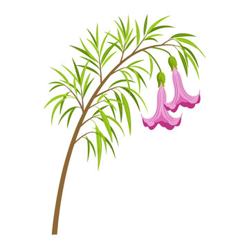 Illustration of a blooming Brugmansia flower branch with green leaves. Vector Icon. EPS Editable