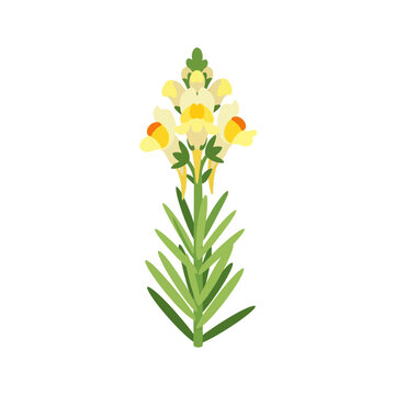 Illustration of a yellow Linaria vulgaris flower with green leaves. Vector Icon. EPS Editable