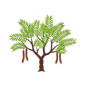 A detailed illustration of a tropical tamarind tree with hanging pods. Vector Icon. EPS Editable