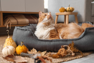 Naklejka premium Cute fluffy cat lying in pet bed with pumpkins and leaves at home on autumn day