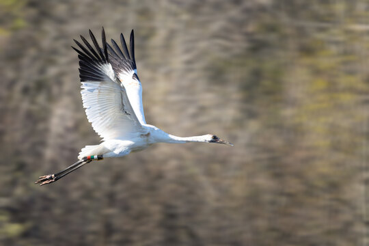 Whooping crane in flight