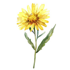 Fototapeta premium Watercolor Golden Marguerite Flower with Stem and Leaves on transparent background