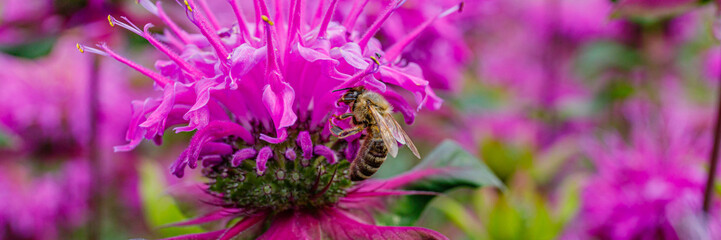 Bee collects nectar from bright flowers in a garden during a sunny day in summer © Fleuronica