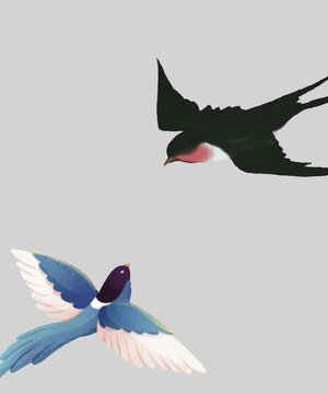 black and white bird
