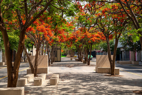 aparcar, &aacute;rbol, naturaleza, carretera, camino, paisaje, oto&ntilde;al, c&eacute;sped, huerta, caer, bosque, ciudad, verano, primavera, callejuela, calle, andar, hojas, campestre, luz solar