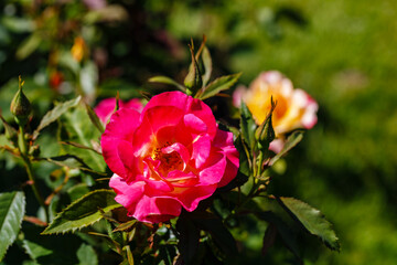 Obraz premium Bright pink roses grow in a garden during daytime in spring with green leaves around them
