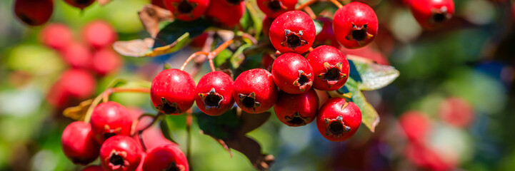Fototapeta na wymiar Berries grow on a bush in a sunny garden during the summer time in a green landscape
