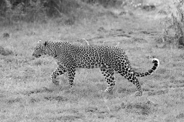 Stalking © George Erwin Turner