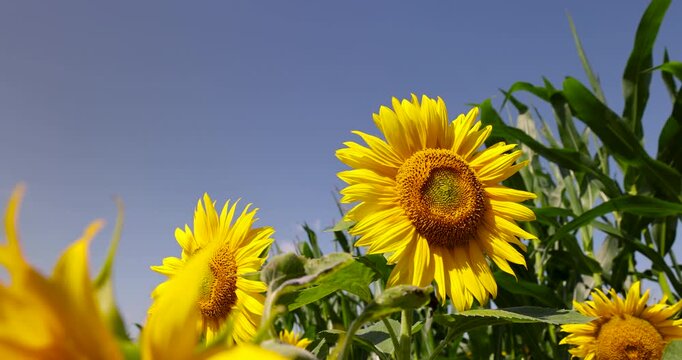 Golden sunflower with green leaves, this sunflower on a powerful stem is presented in close-up against the background of a blooming plantation.