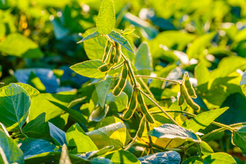 Fototapeta premium Soybean plants grow in a field during late afternoon light in a rural area