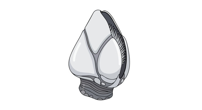 Detailed Hand Drawn Illustration of a Goose Barnacle Shell Isolated on White