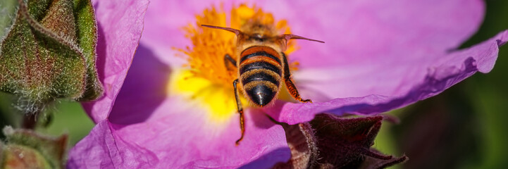 Close view of a bee collecting nectar from a purple flower in a garden during daylight © Fleuronica