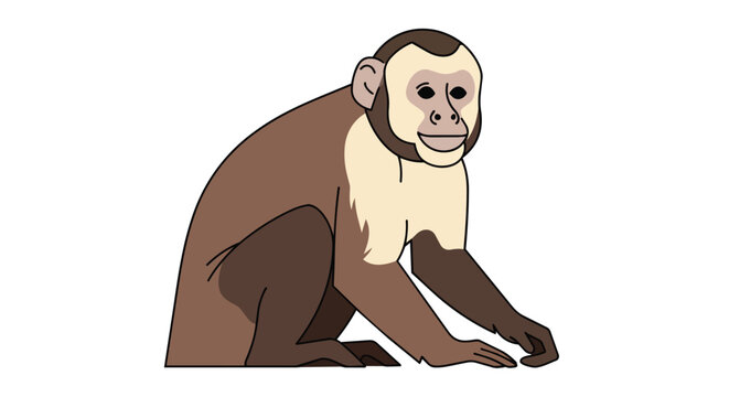 Capuchin monkey wildlife illustration sitting pose isolated on white background