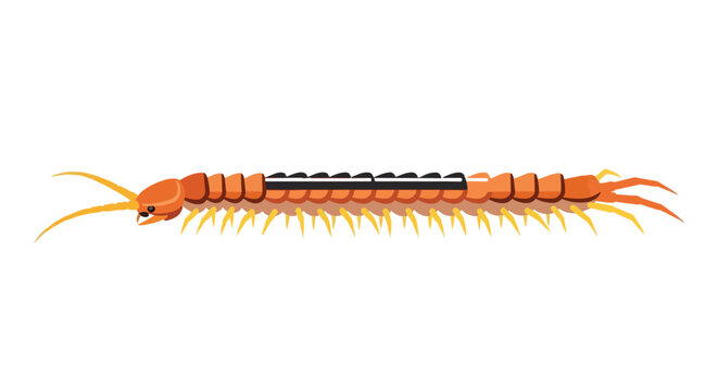 Detailed illustration of a giant orange centipede with many legs and antennae isolated on white background