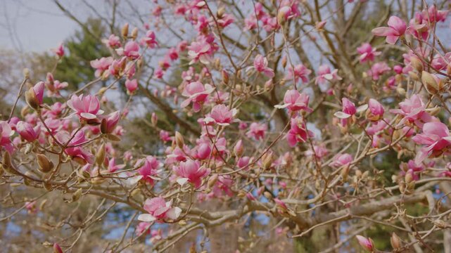 Footage capturing the vibrant beauty of pink magnolia flowers in full bloom during springtime at the historic Planting Fields Arboretum State Historic Park in Oyster Bay, New York. Showcases the seren