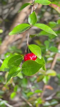 Vertical 4K close up of a ripe red acerola cherry (barbados cherry) on a branch, tropical superfood rich in vitamin C