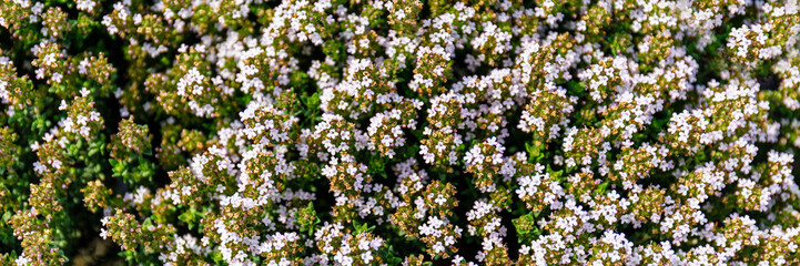 Obraz premium Flowers bloom in a garden during springtime with small white petals and green leaves