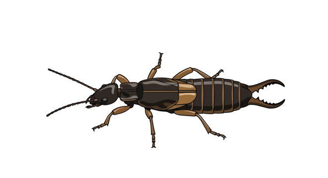 Detailed earwig insect illustration with sharp pincers and segmented body isolated on white background
