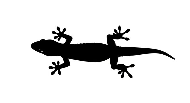 Black silhouette of lizard.