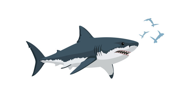 Powerful Great White Shark Swimming Illustration with Small Pilot Fish on White Background