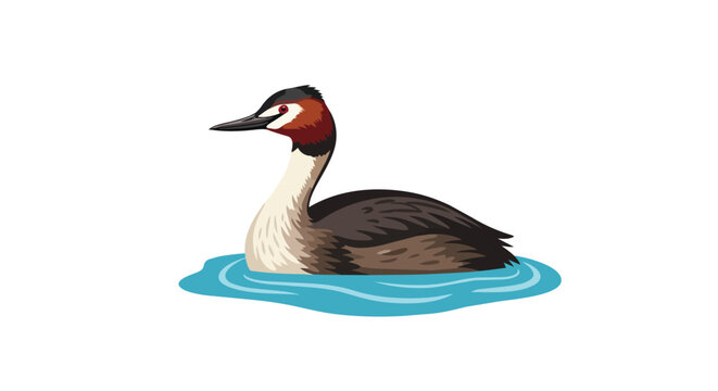 Great crested grebe water bird swimming on blue pond illustration isolated on white