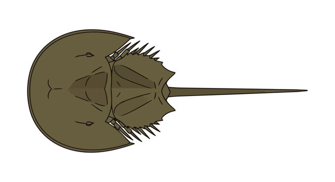 Top view illustration of a horseshoe crab isolated on white background, marine life arthropod with long tail
