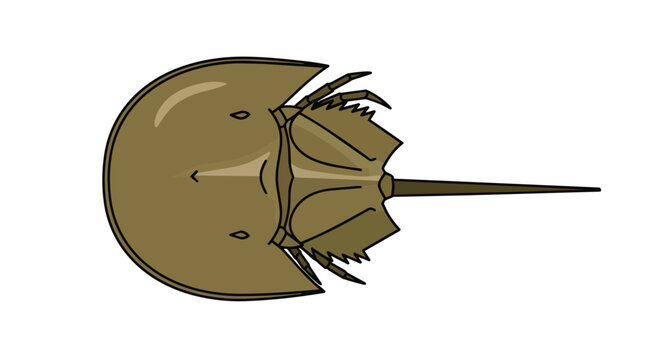 Horseshoe Crab Illustration Top View Detailed Marine Animal Isolated on White Background