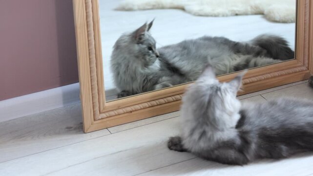 Cute grey Maine Coon cat near mirror on floor at home