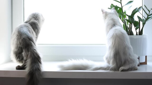 Cute Maine Coon cats on windowsill at home