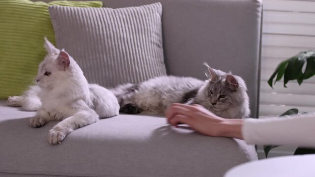 Woman playing with her cute Maine Coon cats on sofa at home, closeup