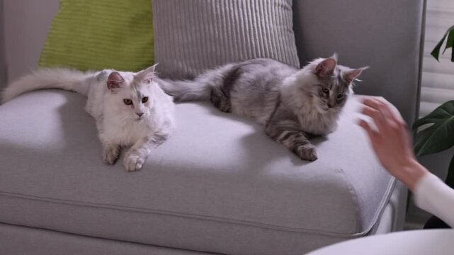 Woman playing with her cute Maine Coon cats on sofa at home, closeup