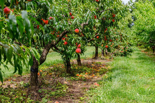 Peach trees grow in a fruit orchard during summer with peaches on branches and fallen fruit on the ground