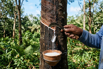 Obraz premium Worker making a fresh cut on a rubber tree trunk to collect natural liquid latex in a bowl