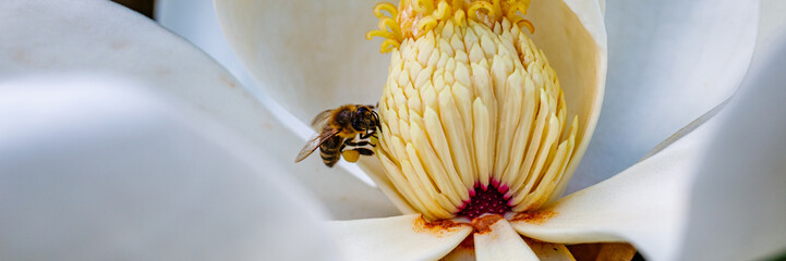Bee collects nectar from a magnolia flower in a garden during springtime in daylight © Fleuronica