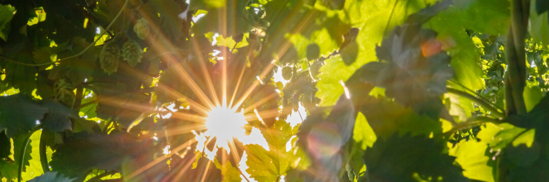 Light shines through grape leaves at a vineyard during evening hours in late summer